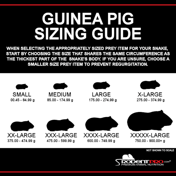 Picture of Frozen XXL Guinea Pigs for Sale: Shop Online at RodentPro